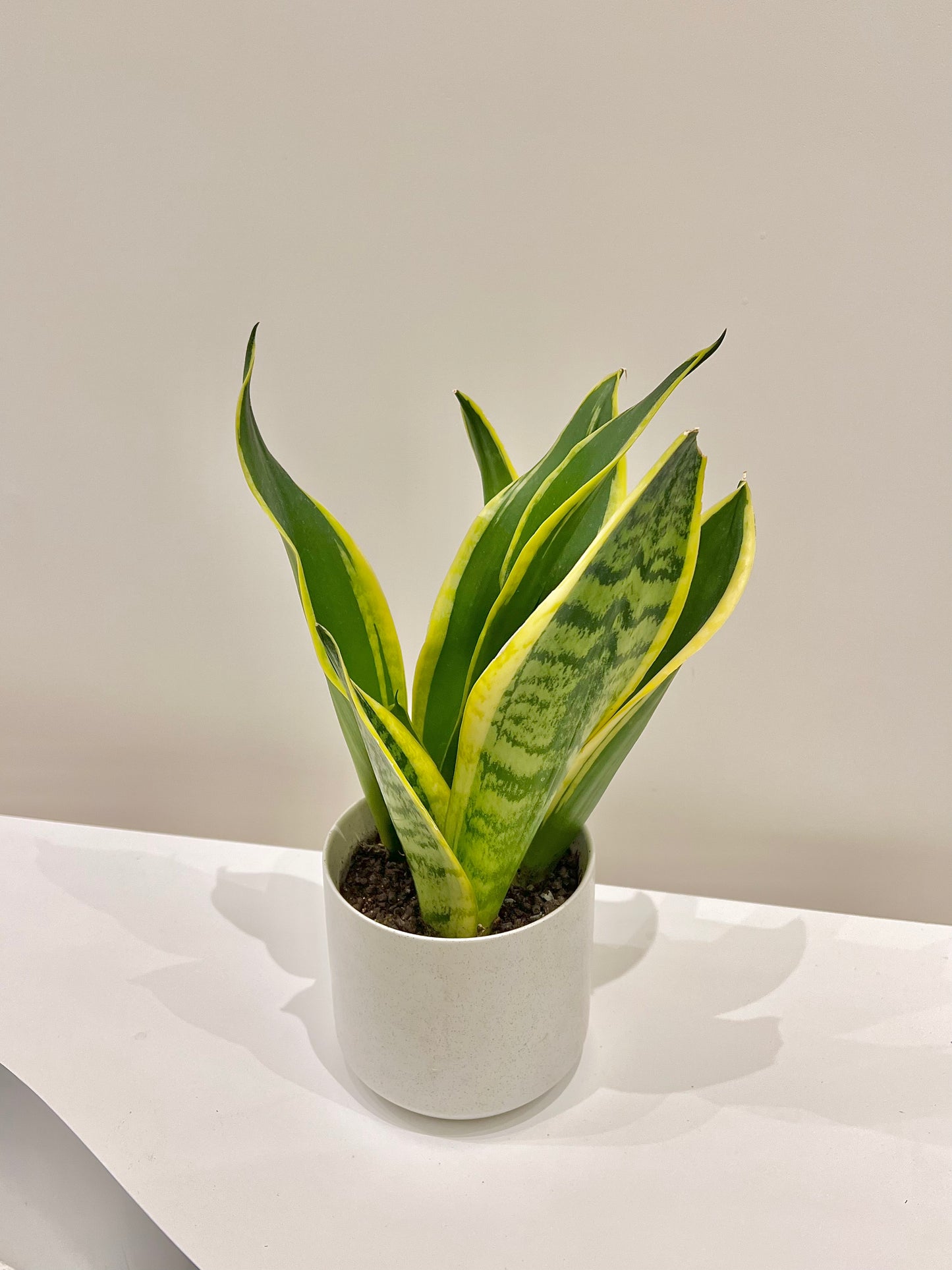 Snake Plant
