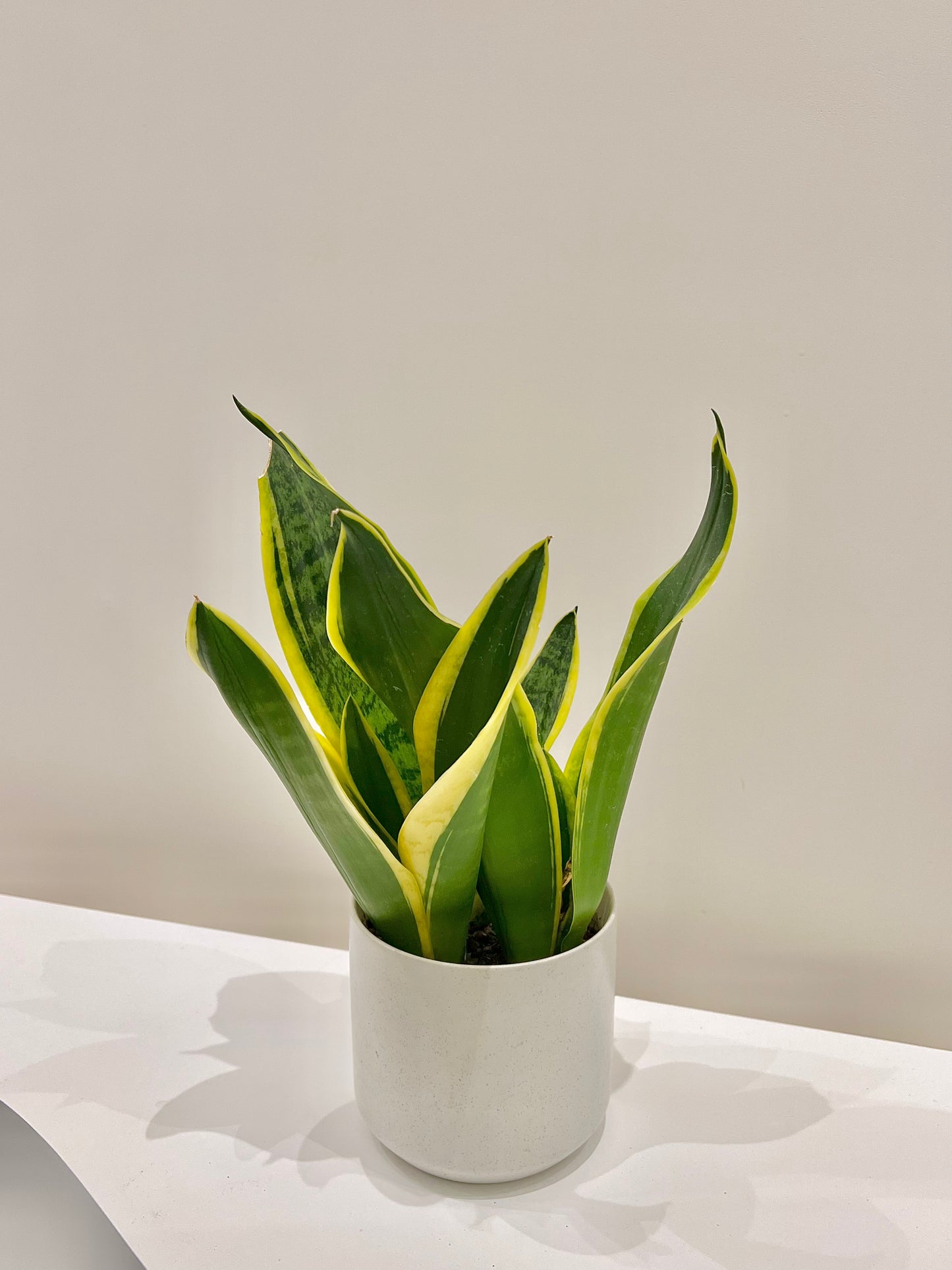 Snake Plant