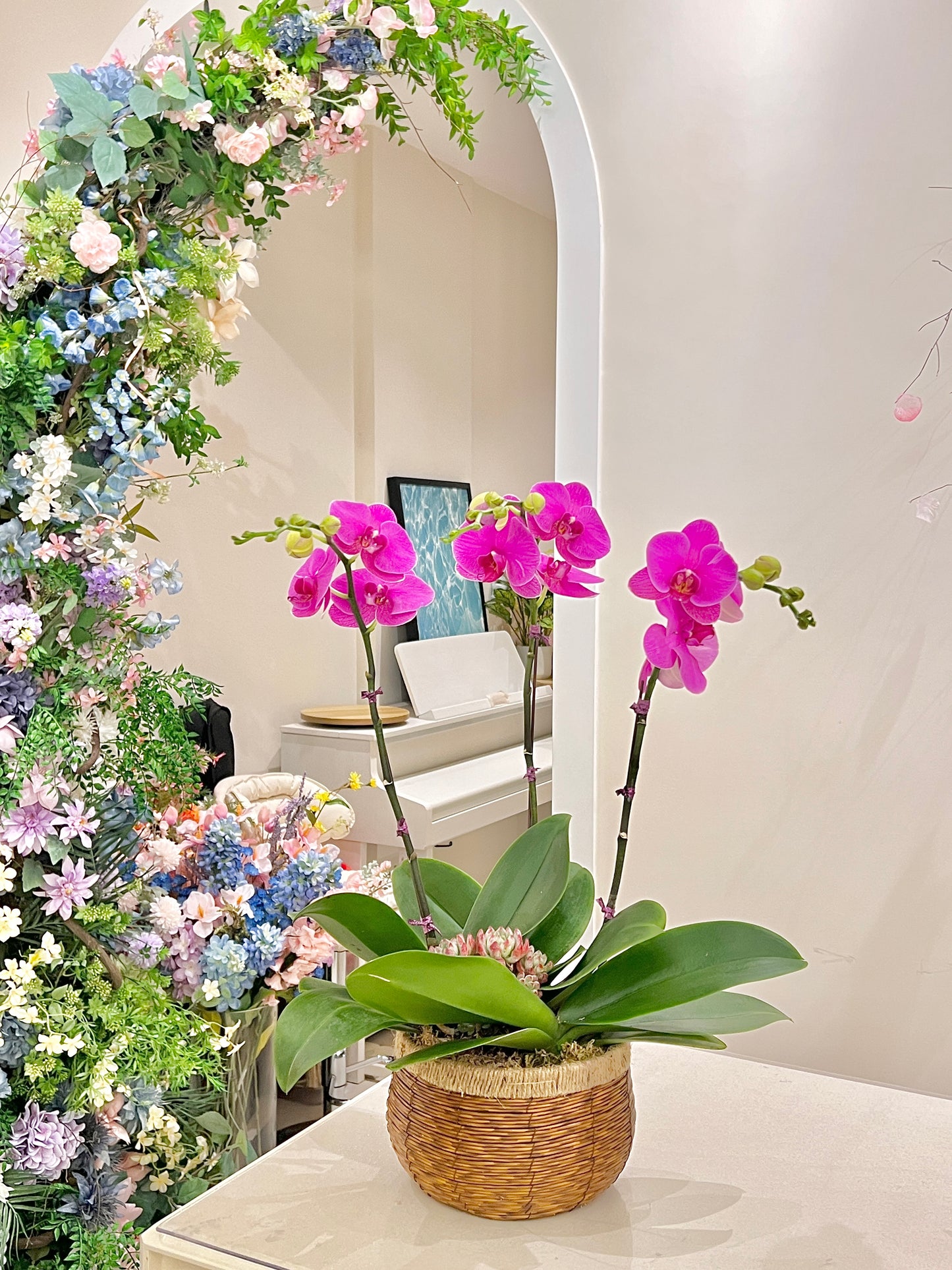 蘭花盆栽擺設 Orchid #8