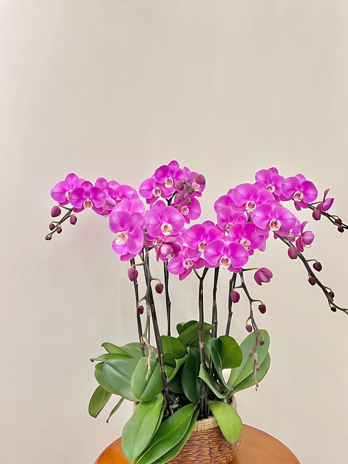 蘭花盆栽擺設 Orchid #1