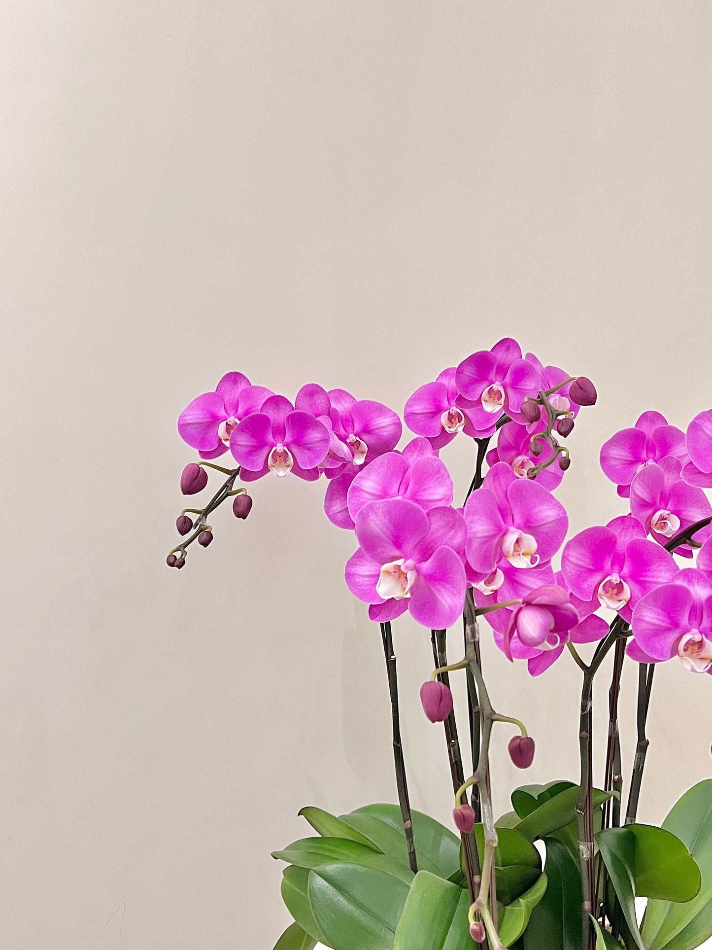蘭花盆栽擺設 Orchid #1
