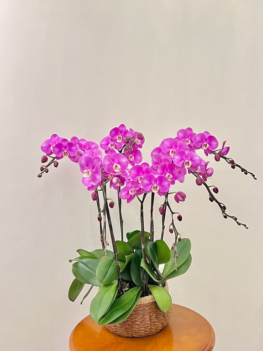 蘭花盆栽擺設 Orchid #1