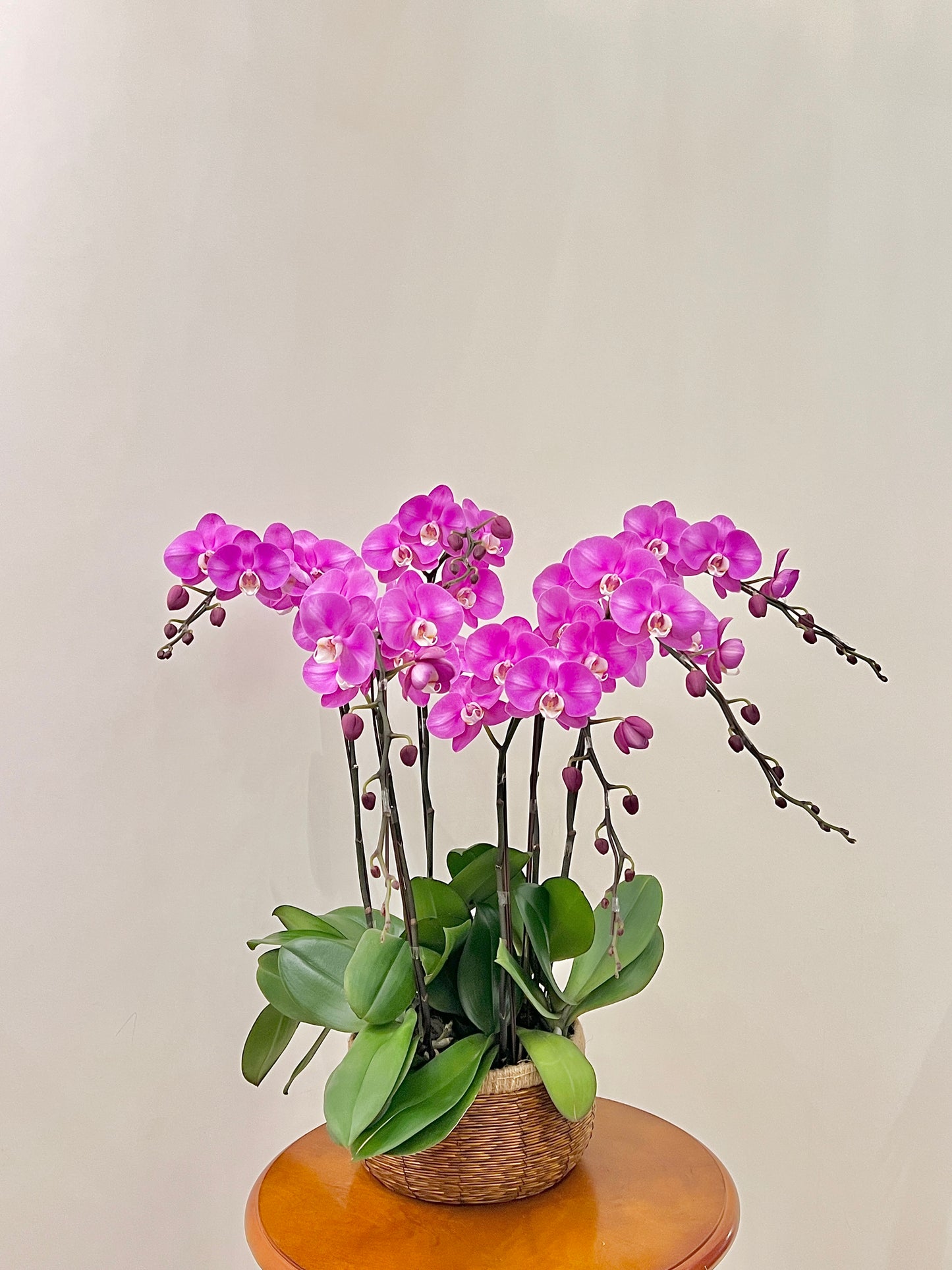 蘭花盆栽擺設 Orchid #1
