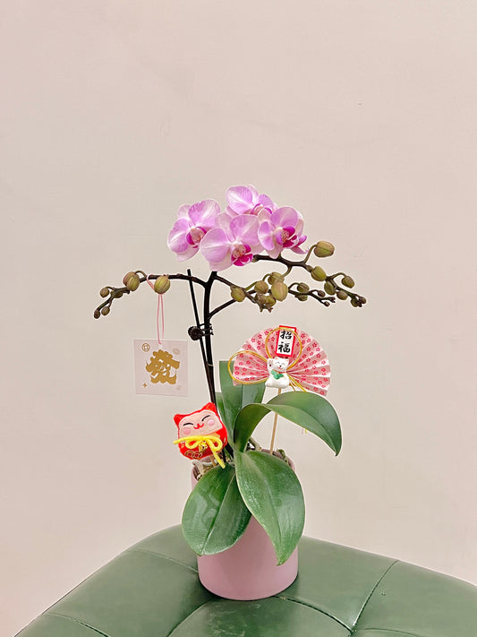 蘭花盆栽擺設 Orchid #2