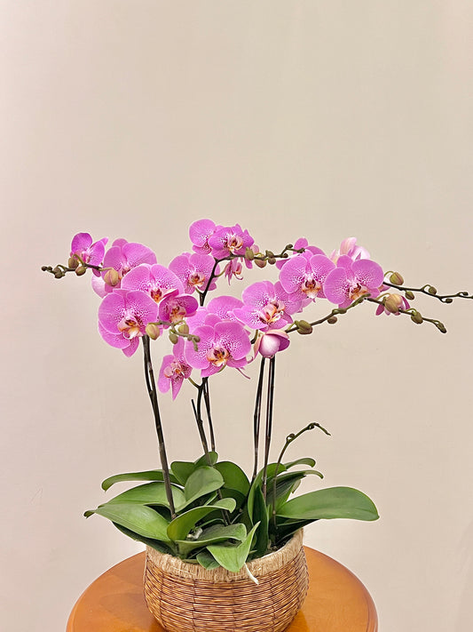 蘭花盆栽擺設 Orchid #6