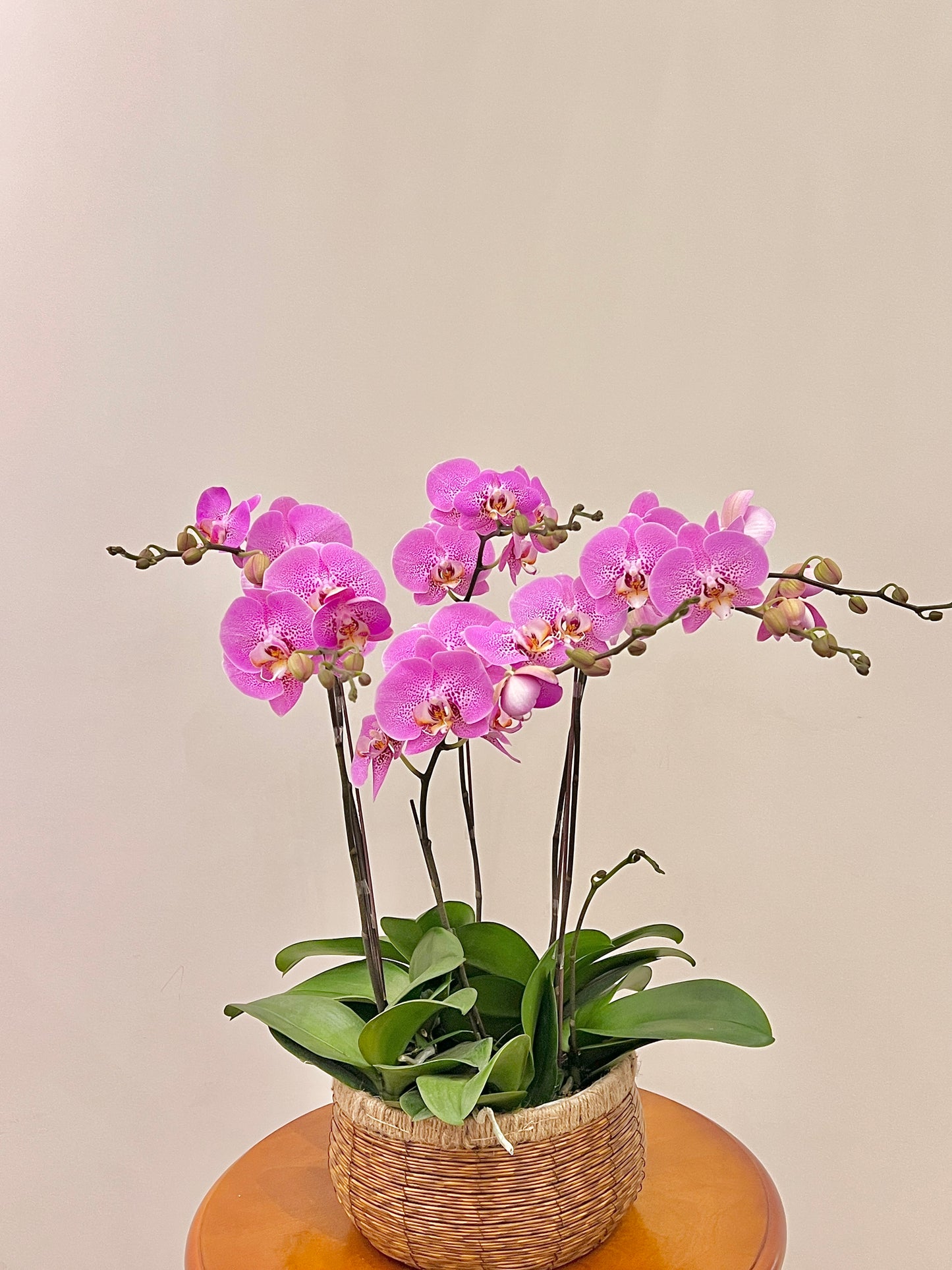 蘭花盆栽擺設 Orchid #6