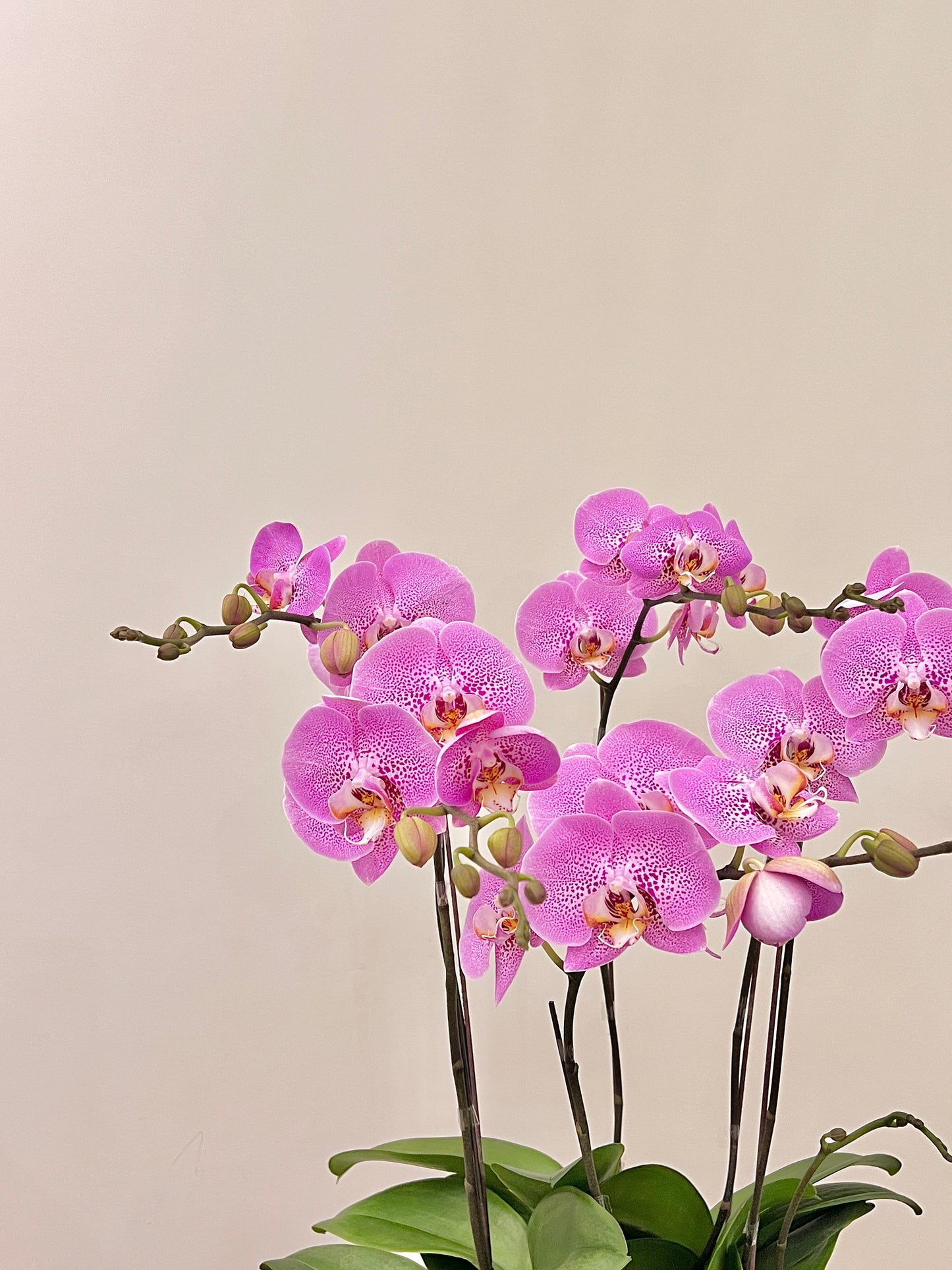 蘭花盆栽擺設 Orchid #6