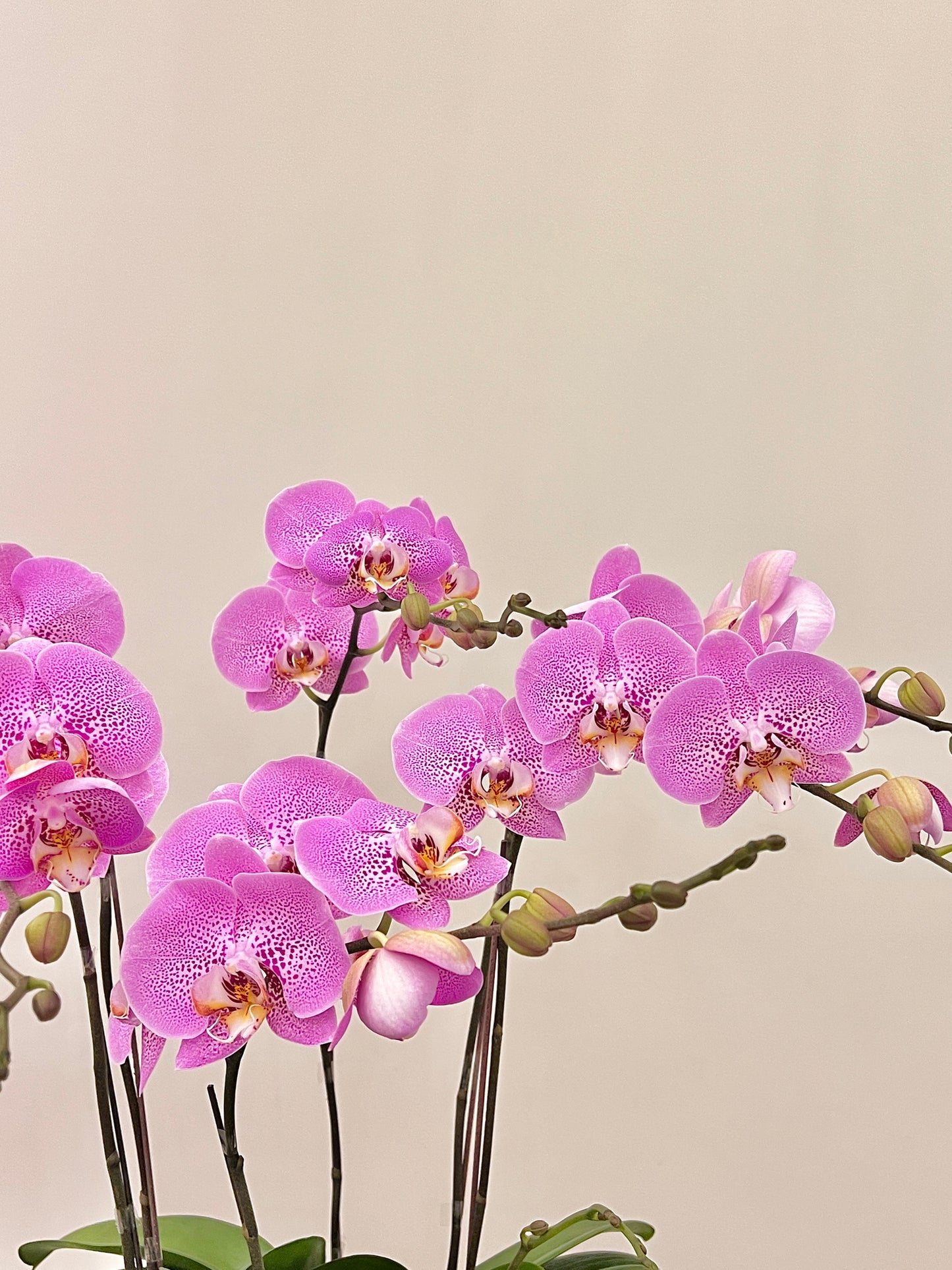 蘭花盆栽擺設 Orchid #6