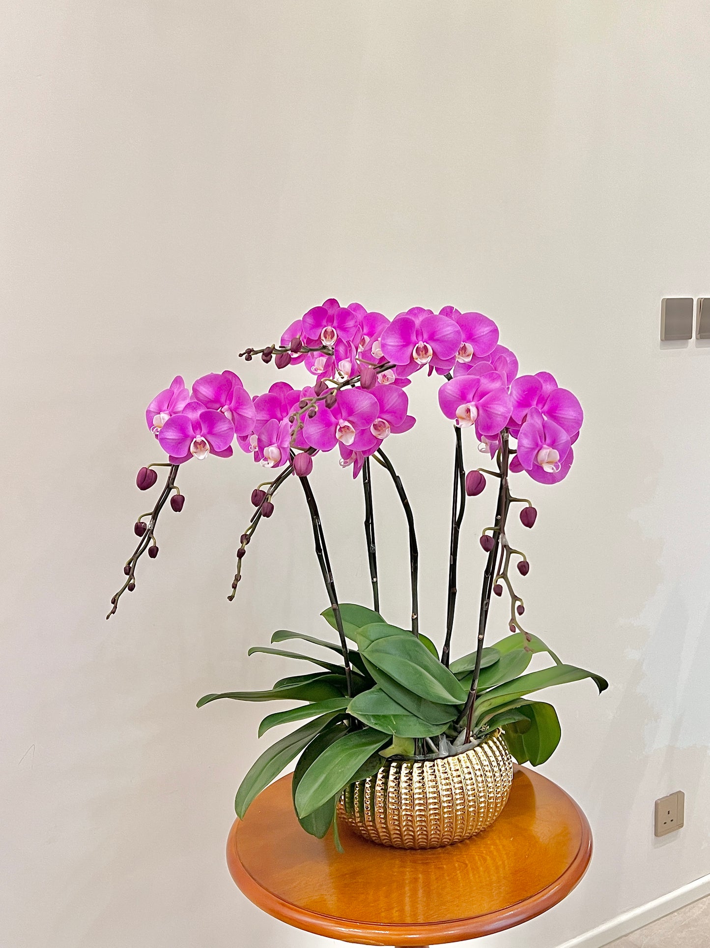 蘭花盆栽擺設 Orchid #7