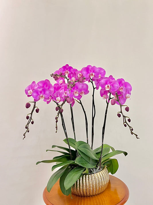 蘭花盆栽擺設 Orchid #7