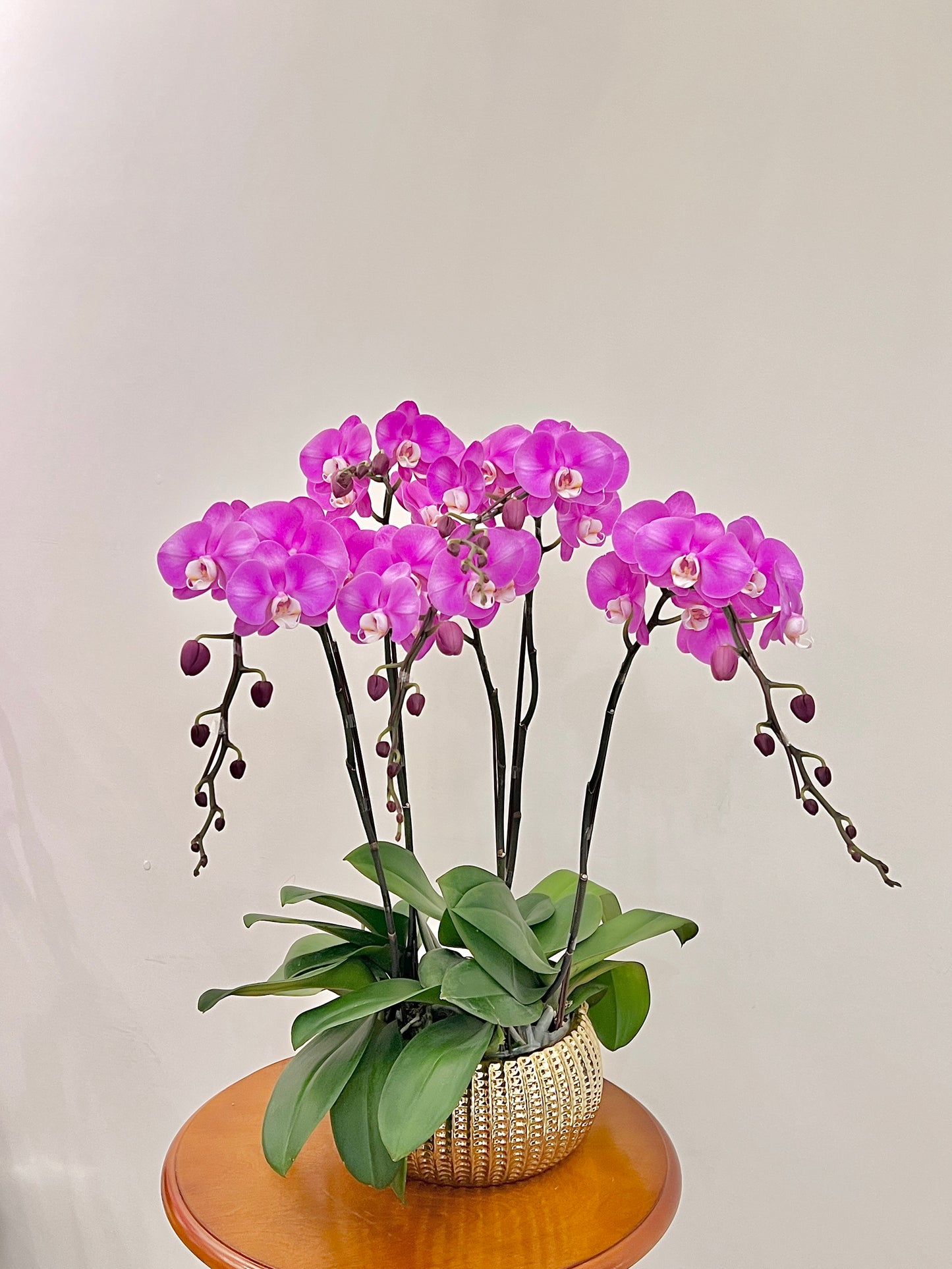 蘭花盆栽擺設 Orchid #7