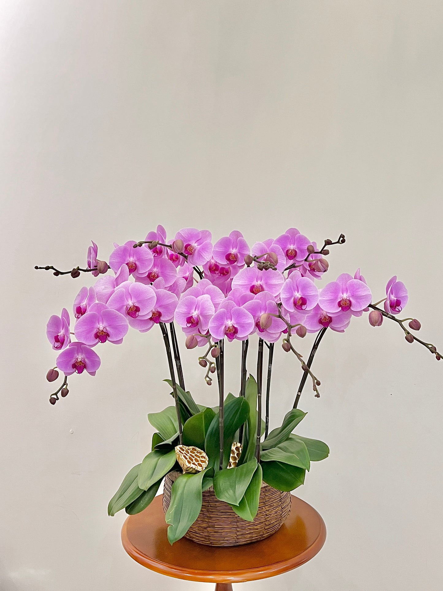 蘭花盆栽擺設 Orchid #5