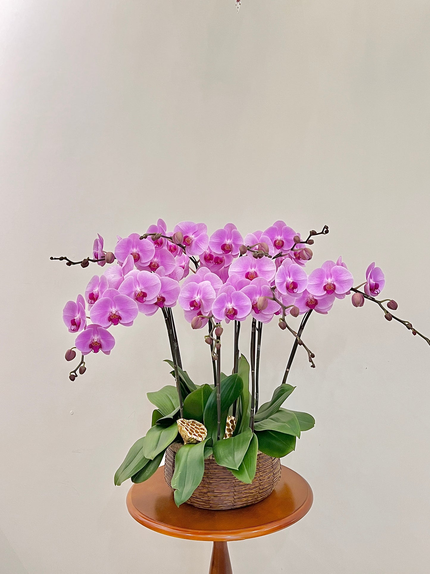 蘭花盆栽擺設 Orchid #5