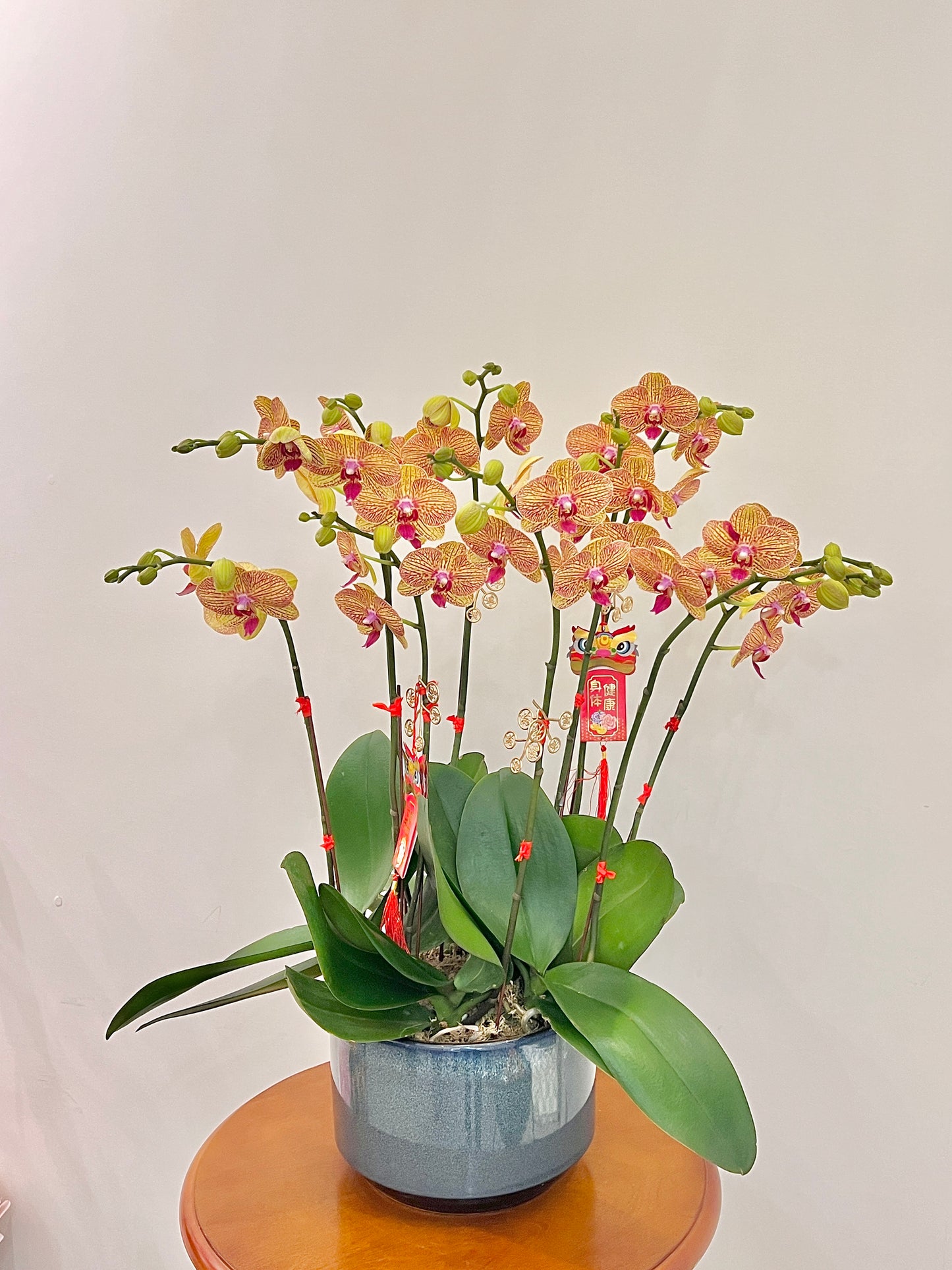 蘭花盆栽擺設 Orchid #3