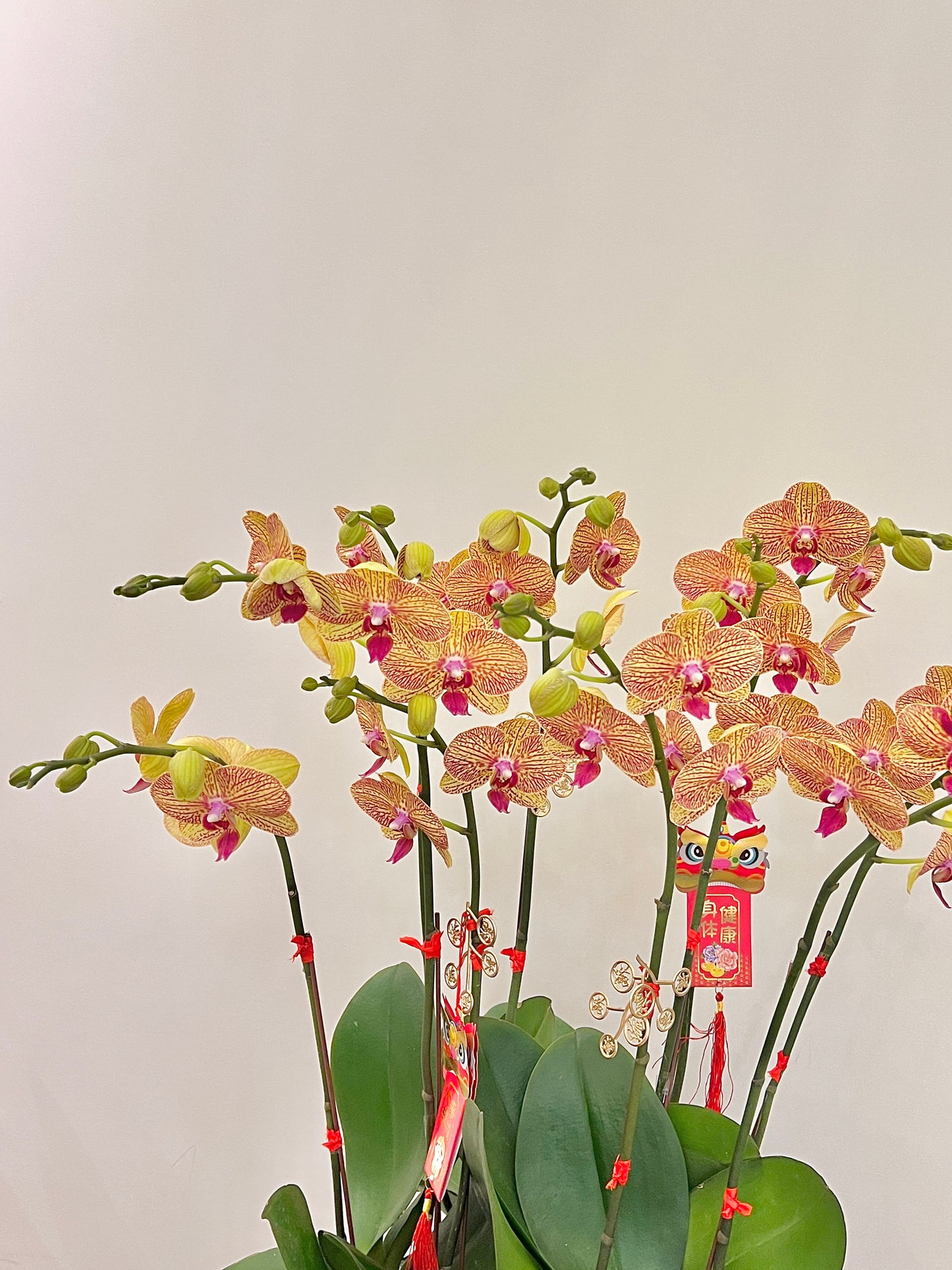 蘭花盆栽擺設 Orchid #3