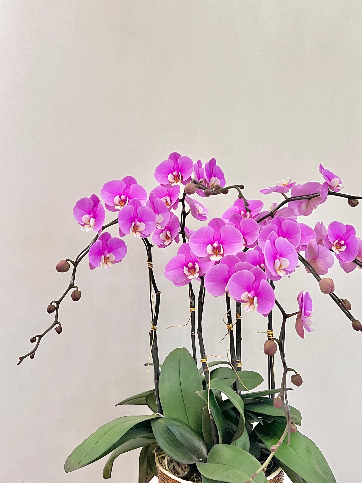 蘭花盆栽擺設 Orchid #4