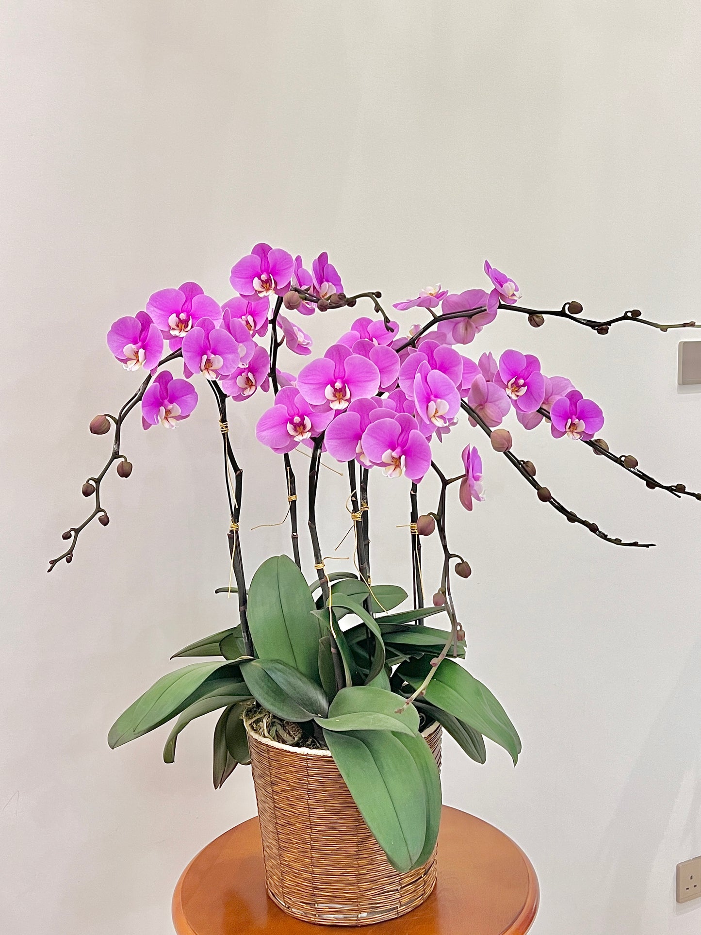 蘭花盆栽擺設 Orchid #4