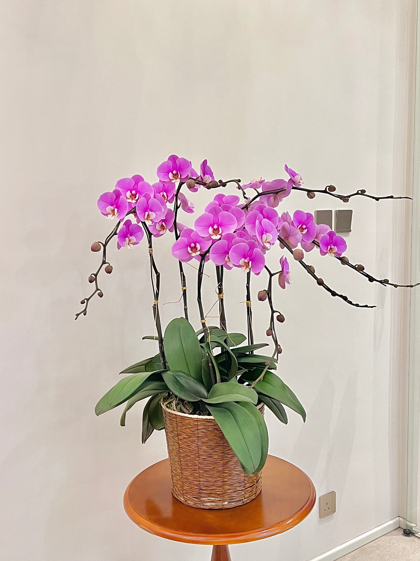 蘭花盆栽擺設 Orchid #4