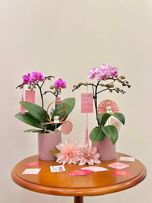 賀年蘭花盆栽擺設 Orchid #9