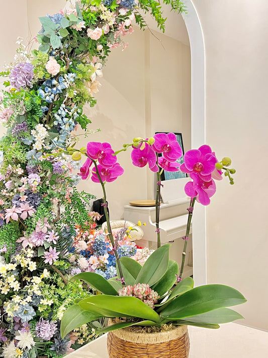 賀年蘭花盆栽擺設 Orchid #8
