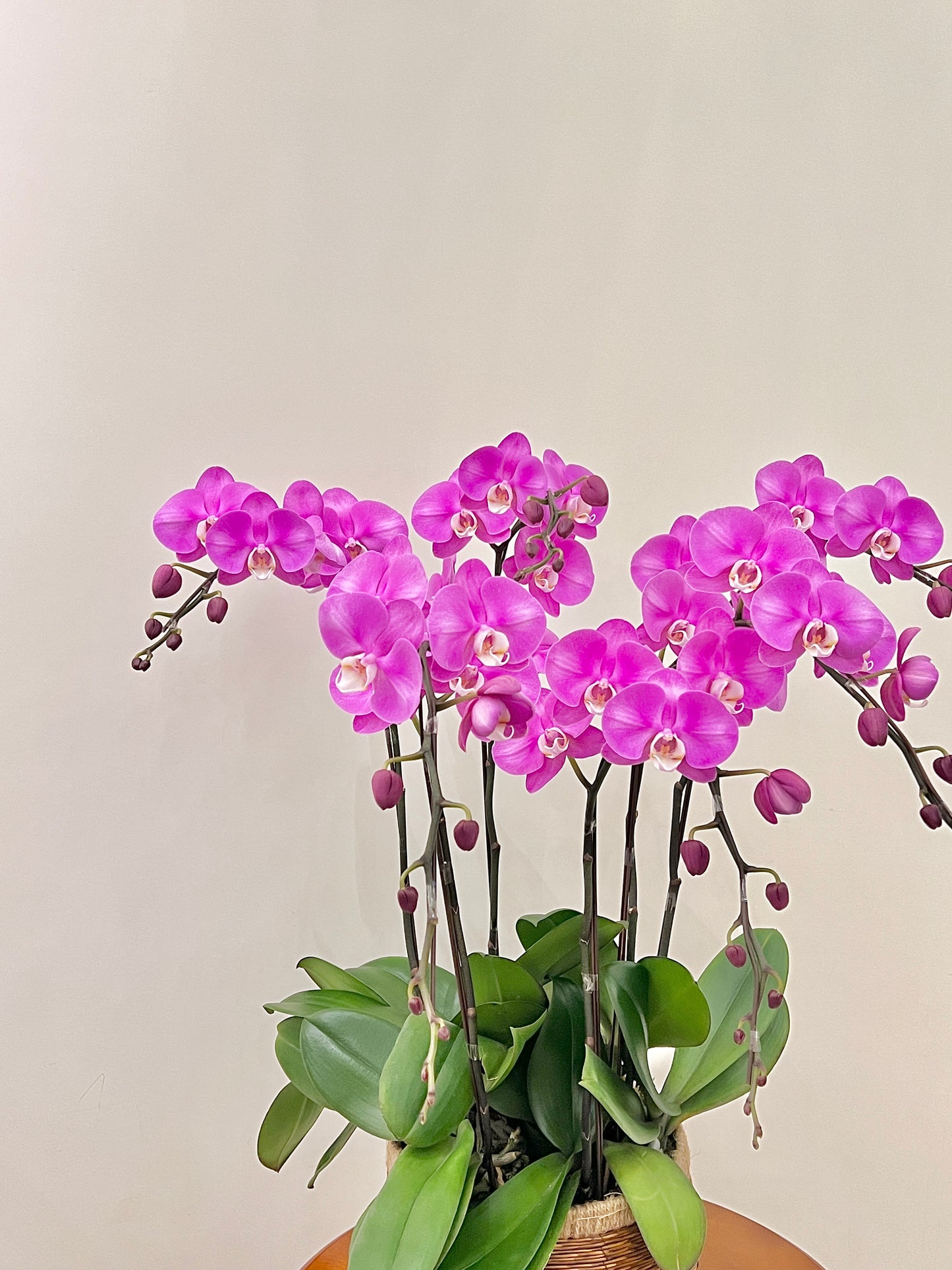 賀年蘭花盆栽擺設 Orchid #1