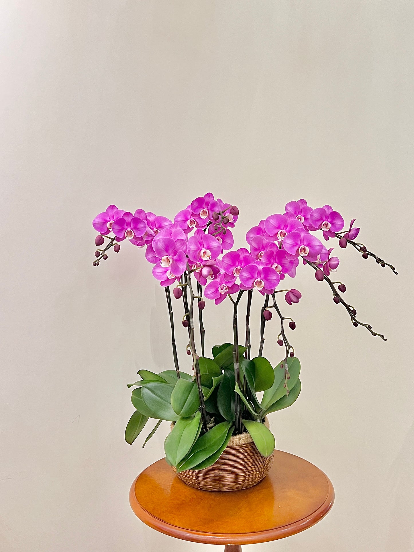 賀年蘭花盆栽擺設 Orchid #1