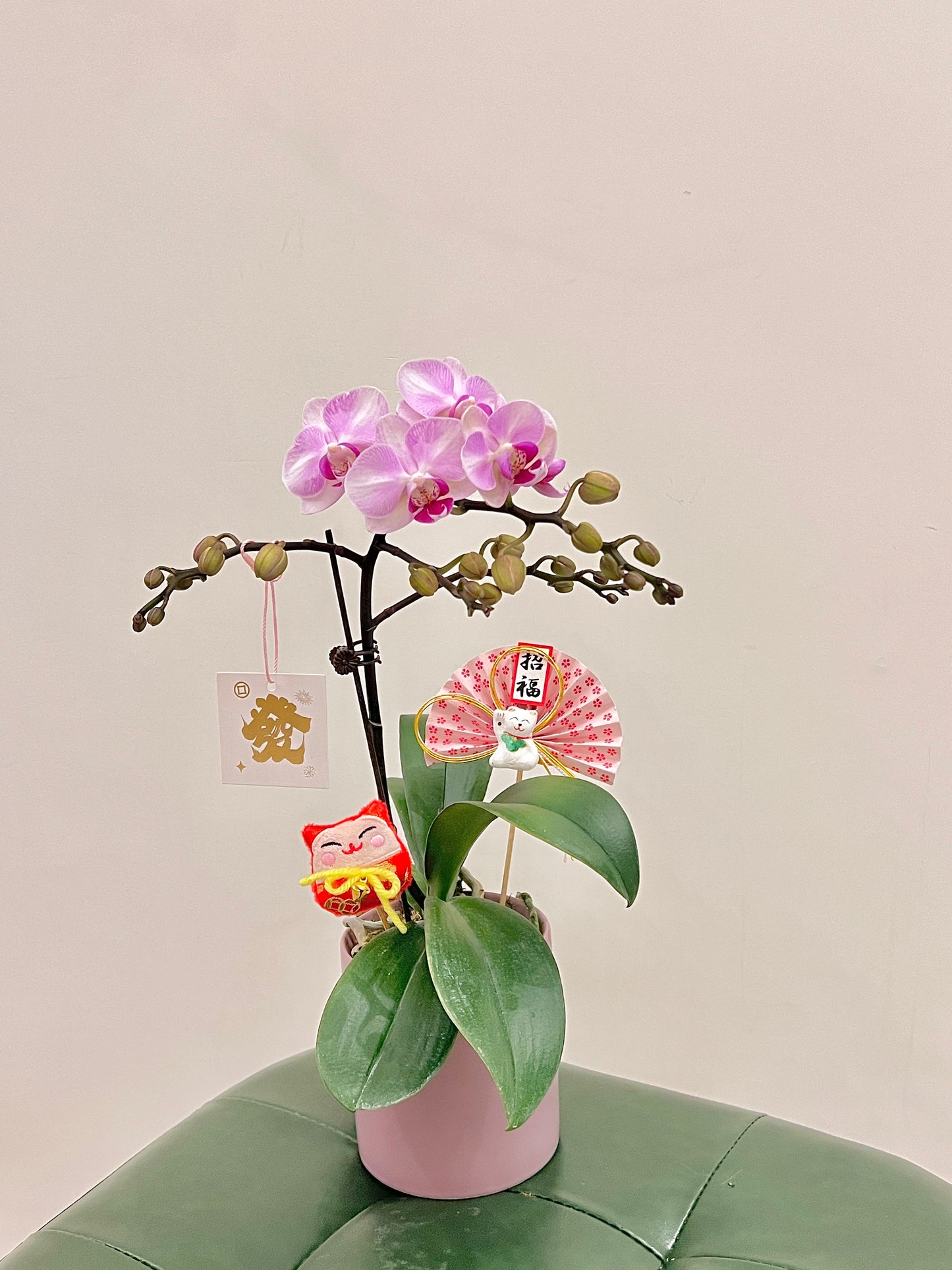 賀年蘭花盆栽擺設 Orchid #2