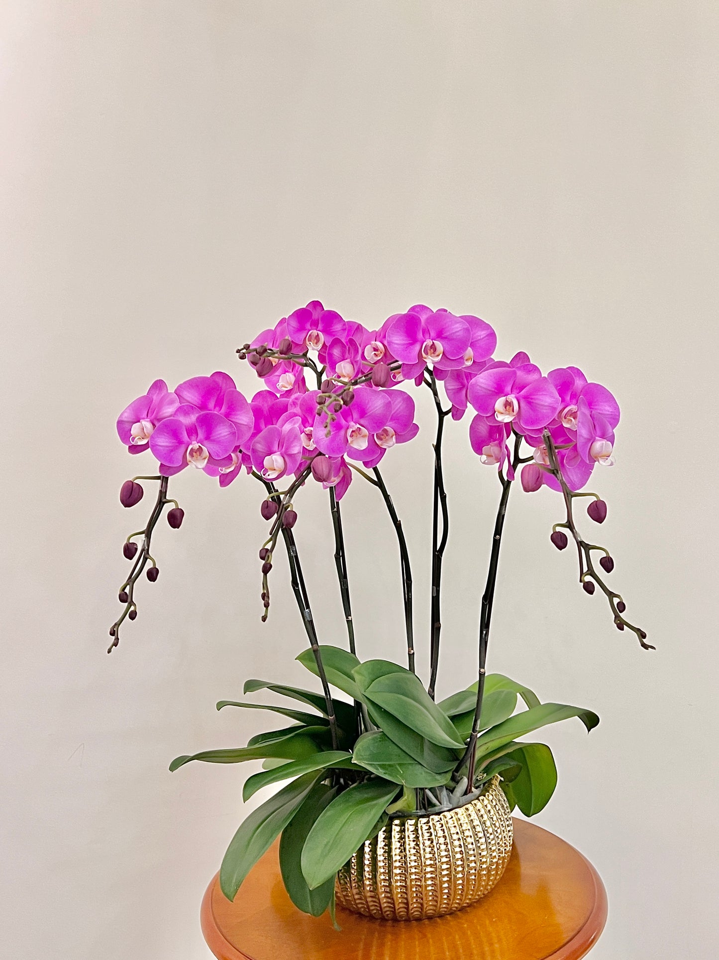 賀年蘭花盆栽擺設 Orchid #7