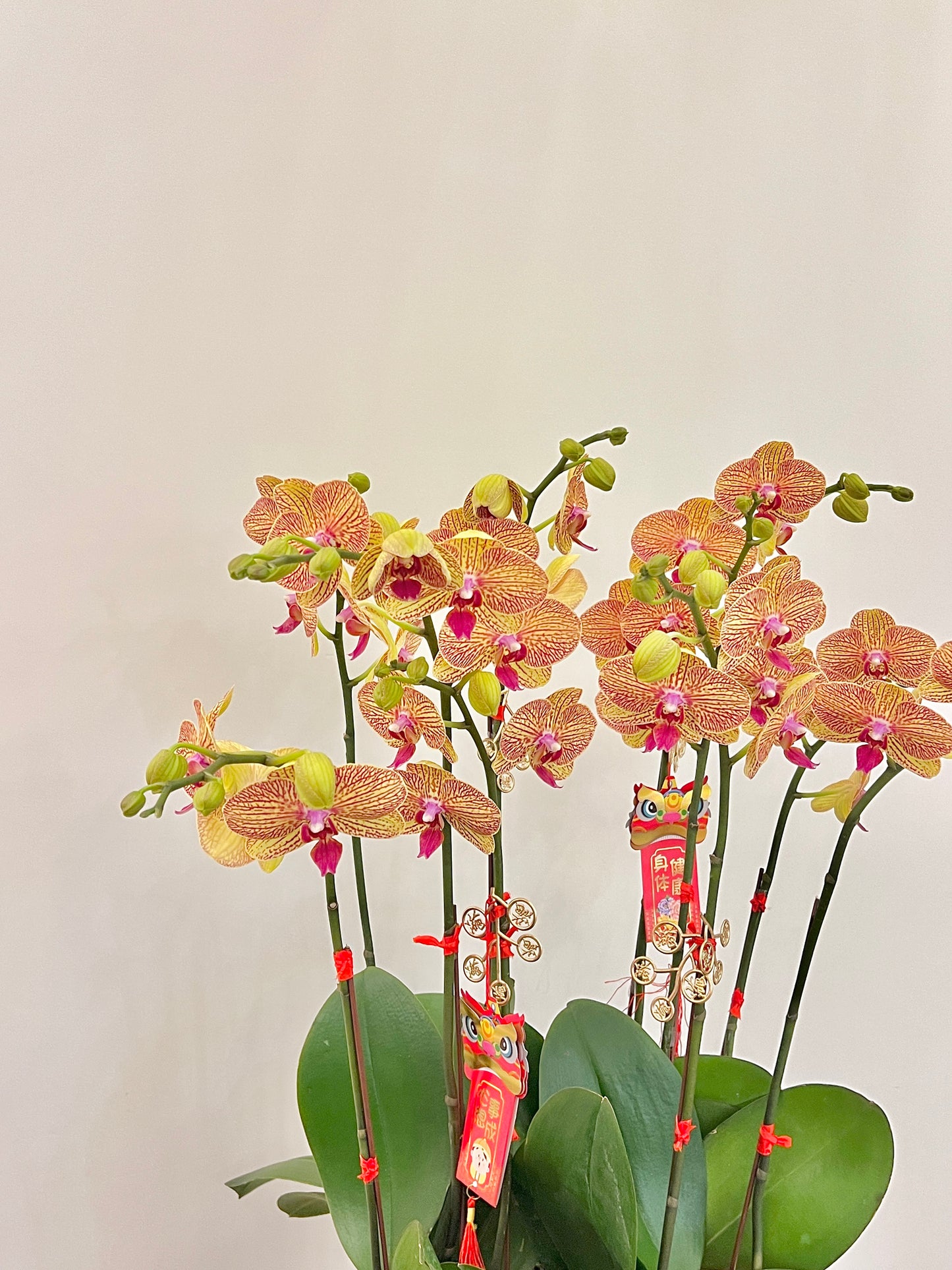 賀年蘭花盆栽擺設 Orchid #3