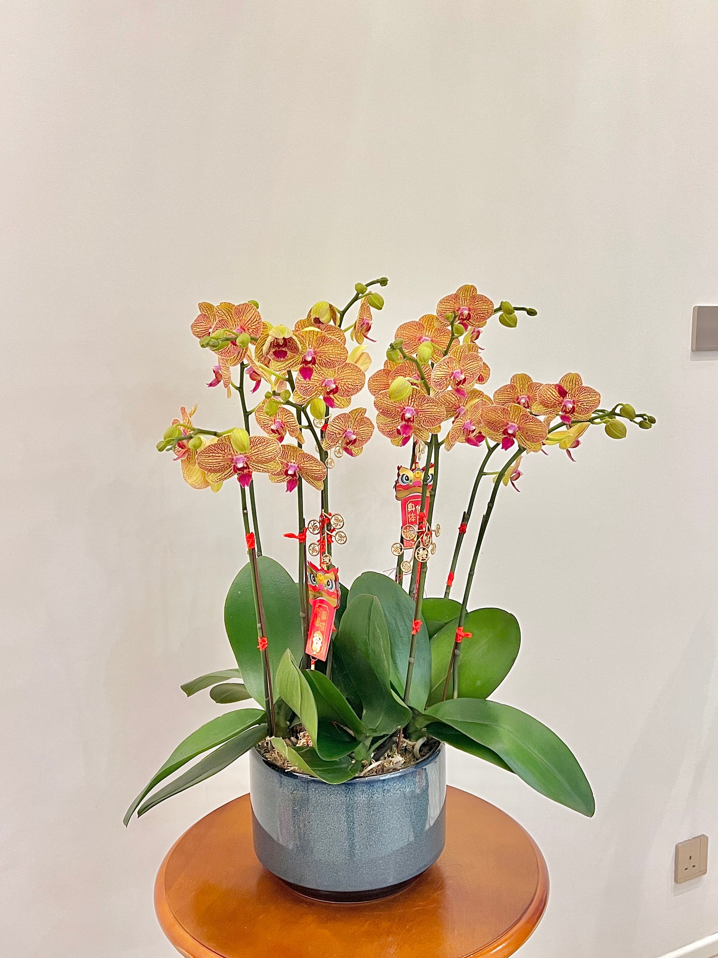 賀年蘭花盆栽擺設 Orchid #3