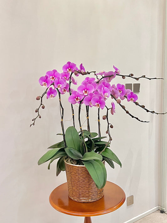 賀年蘭花盆栽擺設 Orchid #4